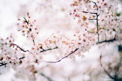 Low angle view of cherry blossom tree