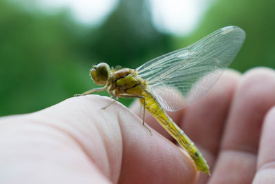 Close-up of insect on hand holding leaf