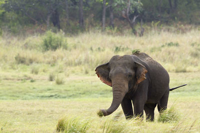 Elephant in a field