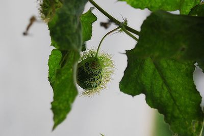 Close-up of fresh green plant against sky