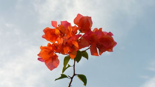 Low angle view of red flowering plant against sky