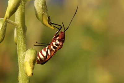 Close-up of insect on plant