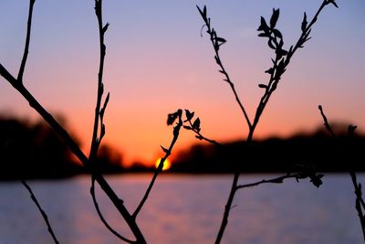 Close-up of silhouette plants against sky during sunset