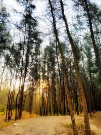 Trees in forest