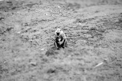 High angle view of horse on field