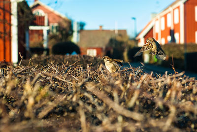 Sparrows flying over dry plants against houses