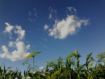Low angle view of plants against blue sky