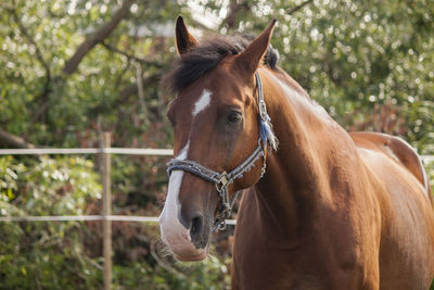 Horse in ranch