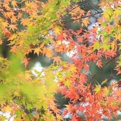 Close-up of maple leaves on tree during autumn