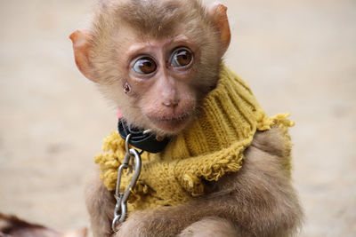 Life in chains. a baby monkey kept as pet which is a common practice in most parts of vietnam.