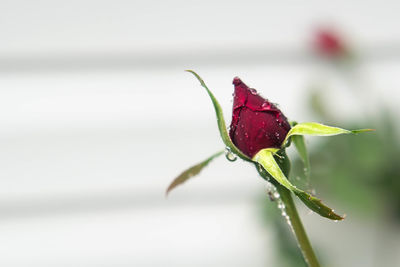 Close-up of water drops on red flower
