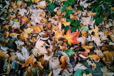 High angle view of maple leaves on plant