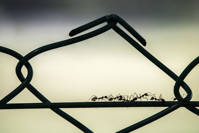 Close-up of chainlink fence