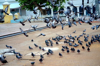 Pigeons perching on town square