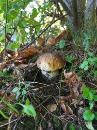 Close-up of mushroom growing on field