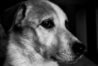 Close-up portrait of dog