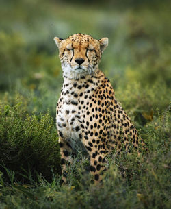 Portrait of a cat on ground