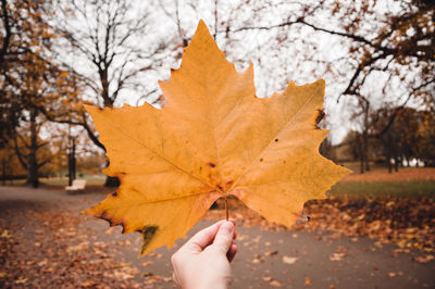 Low angle view of person holding a big maple leaf