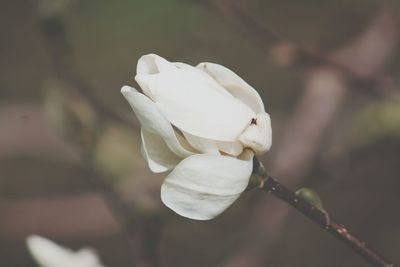 Close-up of white flowers