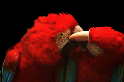 Close-up of parrots perching on black background