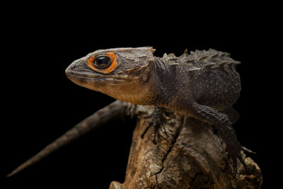 Close-up of lizard on branch against black background