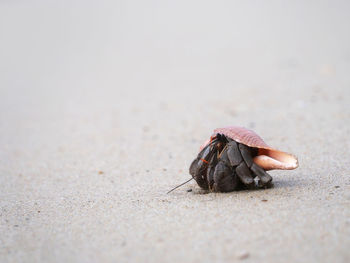 Close-up of crab on sand