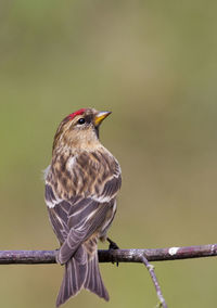 Close-up of bird perching on branch