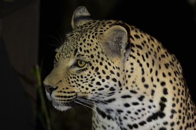 Close-up of a cat looking away