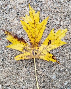 Close-up of yellow flower