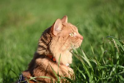 Close-up of cat sitting on grass