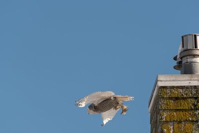 Low angle view of seagull flying against clear blue sky