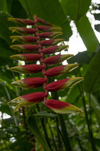 Close-up of red flowering plant