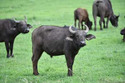 Herd of sheep on field