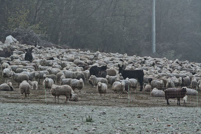 Flock of sheep grazing in a farm