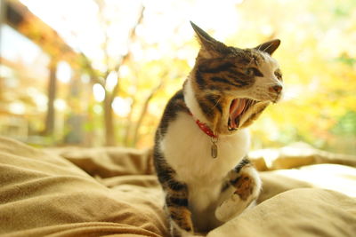 A tabby cat yawning against the background of autumn leaves