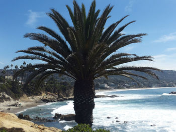 Palm trees on shore