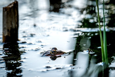 View of fish swimming in lake