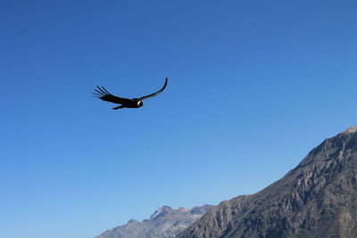 Low angle view of bird flying against clear blue sky