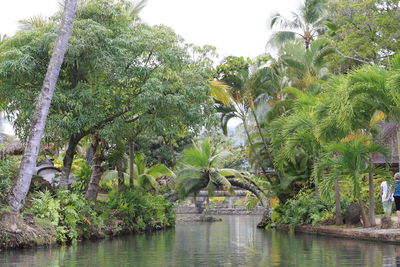 Palm trees by water