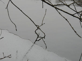 Close-up of branch against water