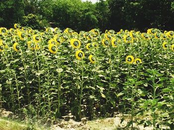 Yellow flowers growing in field