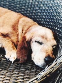 High angle view of dog sleeping in wicker basket