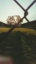 Sun shining through trees on grassy field