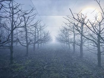 Bare trees in foggy weather