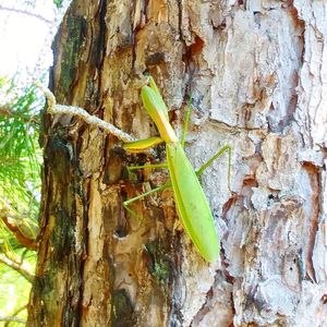 Close-up of insect on tree trunk