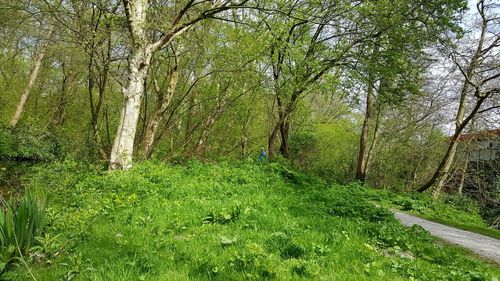 Scenic view of forest