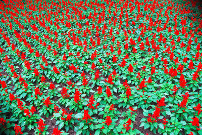 Full frame shot of red flowers