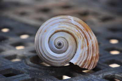 Close-up of seashell