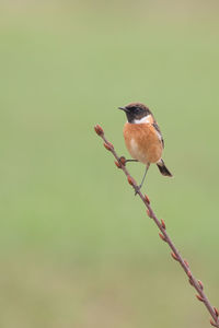 Close-up of bird perching on twig