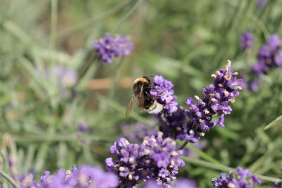 Bee pollinating on purple flower